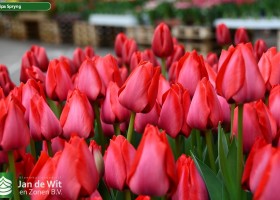 Tulipa Spryng ® (3)